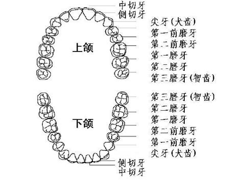 牙齒數量命運|人類牙齒